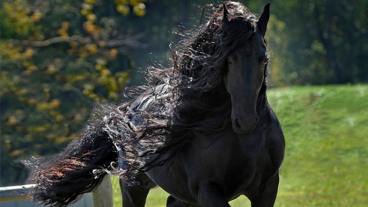 Friesian Stallion Frederik The Great Spectacular Dressage Performance